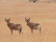 Hartebeest