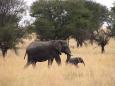 Elephant mother and child