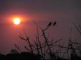 Purple sunset at Migration Camp