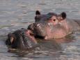 Affectionate hippos