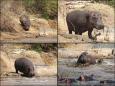 A male hippo enters the pond