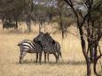 Nestling Burchell's zebras