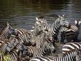 Zebra at watering hole