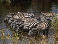 Zebra at watering hole