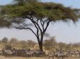 Zebra and umbrella thorn (acacia) tree