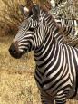 Zebra foal