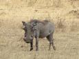 The loveable face of the warthog, the ugliest brute on the plains