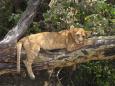 Lion cub in tree, waiting for mum to return from hunting