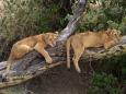 What's cuter than one cub in a tree?