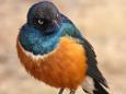 A superb starling (aka Lamprotornis superbus)