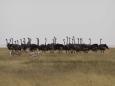 Ostriches cavort with impala on the plains