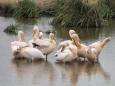 White pelican