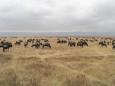 Wildebeest (gnu)