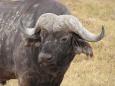 Cape buffalo