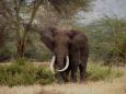 African elephant