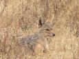 Camoflaged jackal