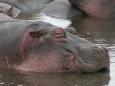 A content hippopotamus