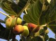 Figs ready for picking