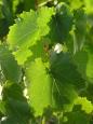 Vine leaves ready to be turned into dolmades