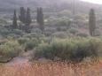 Olive groves, Kato Livadi