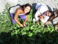 Picking fresh spinach from the garden for the next batch of spanakopita