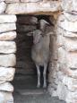 It's morning at the Rousso farmyard