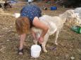 Gligoria shows us where fresh goat's milk comes from