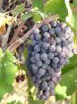 Sun-ripened grapes, sweet and ready for picking!