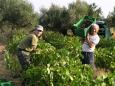 Panayoti and Dad picking grapes