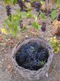 Grapes for wine making