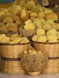 Sea sponges for sale