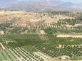 Olive groves at Phaestos