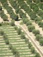 Olive groves at Phaestos