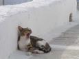 The life of a Santorini cat is a pleasant one!