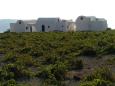 Vineyards at Antoniou Winery, Megalochori