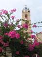 Bougainvilea and church belltower