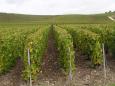 Grapevines stretch to the horizon in every direction at Ay
