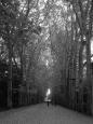 The leafy entrance to Chteau Chenonceau