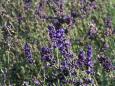 Lavender at Chteau de Villandry