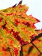 Autumn vine leaf, Chteau de Villandry
