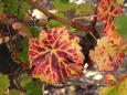 Autumn vines, Bordeaux
