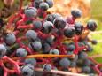 Lucious berries