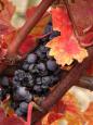 Colours of autumn in Bordeaux