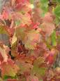 Colours of autumn in Bordeaux