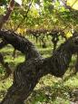 Autumn vines in Bordeaux