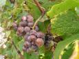 Grapes invaded by "noble rot" - a key requirement for making Sauternes