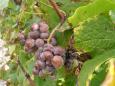 Grapes invaded by "noble rot" - a key requirement for making Sauternes