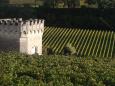 La Clotte vineyard, St-milion