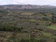 Olive groves, Les Baux de Provence