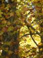 Autumn colours, Fontaine de Vaucluse